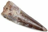 Fossil Spinosaurus Tooth - Real Dinosaur Tooth #376426-1